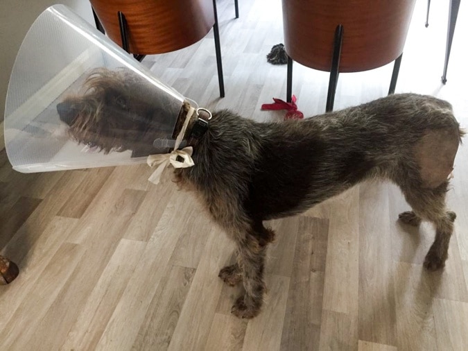 dog Watson with cone