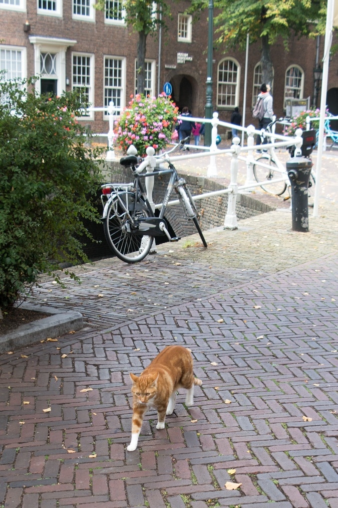 Delft cat