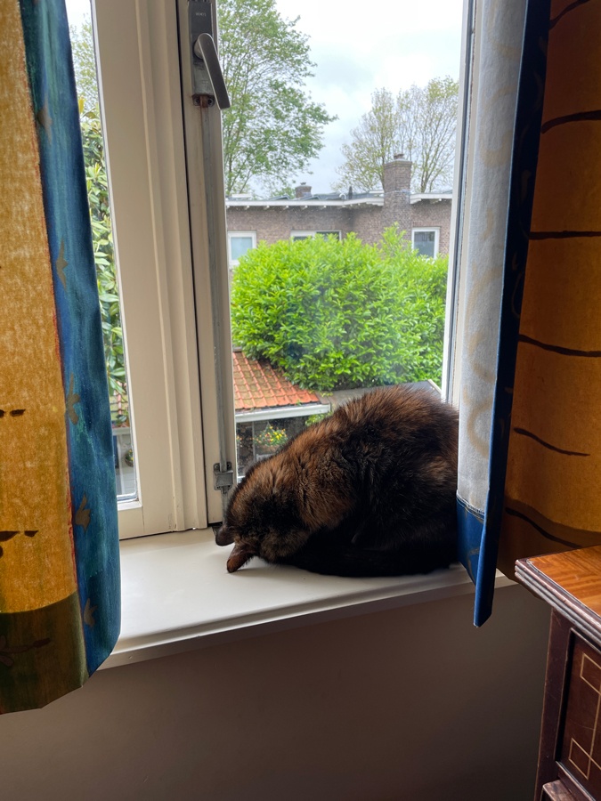 Cat on windowsill