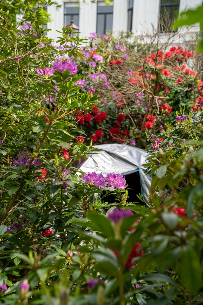 Tent in the bushes