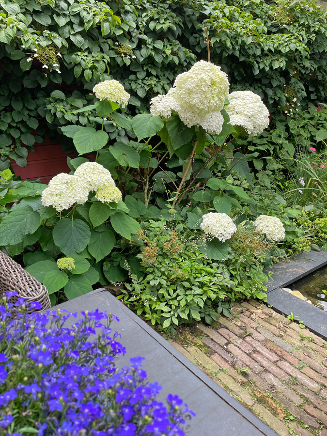 Annabel plant in the garden