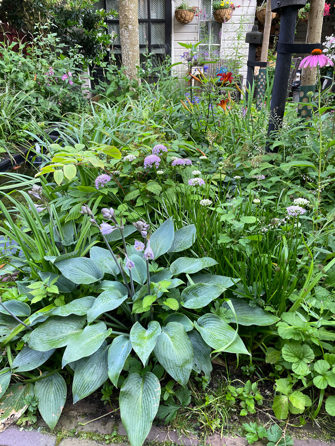 Hosta plant in bloom