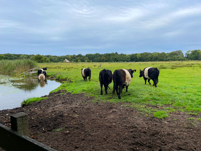 Belted Galloways, cows at Voorlinden